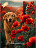 ✨Free Poppy Field Background